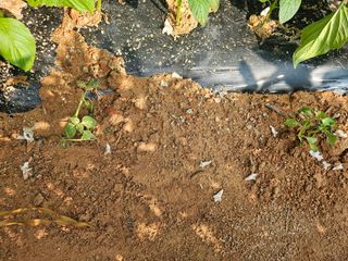 유명숙님의 들깨 · 영농일지 작성글 사진