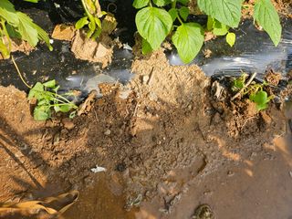 유명숙님의 들깨 · 영농일지 작성글 사진