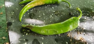 경북문경 이종혁님의 고추 · 영농일지 작성글 사진