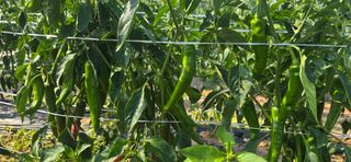 이정홍님의 기타작물 · 영농일지 작성글 사진