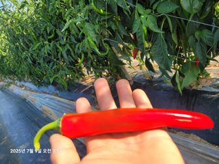 이동훈님의 기타작물 · 영농일지 작성글 사진