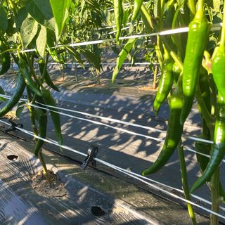 호동댁님의 고추 · 영농일지 작성글 사진