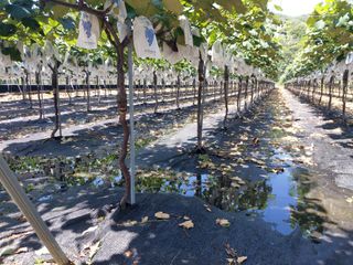 달빛이머무는곳님의 포도 · 영농일지 작성글 사진