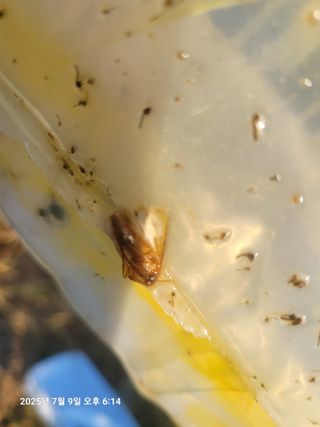 이동훈님의 기타작물 · 영농일지 작성글 사진