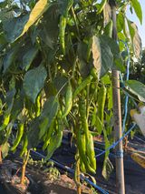 팜모닝 고추·영농일지 게시글 이미지