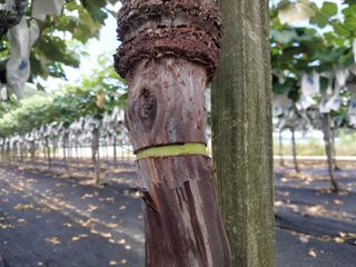 달빛이머무는곳님의 포도 · 영농일지 작성글 사진