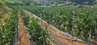 이정홍님의 기타작물 · 영농일지 작성글 사진