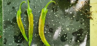 경북문경 이종혁님의 고추 · 영농일지 작성글 사진