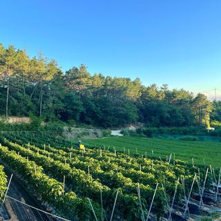 호동댁님의 고추 · 영농일지 작성글 사진