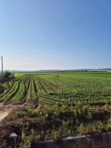 팜모닝 콩·영농일지 게시글 이미지