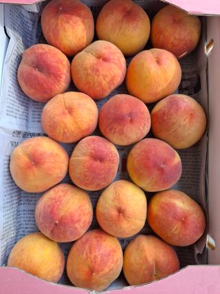 철남 김희곤님의 복숭아 · 영농일지 작성글 사진