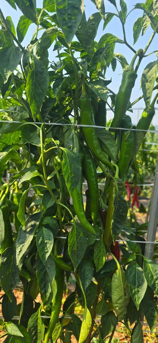 이정홍님의 기타작물 · 영농일지 작성글 사진