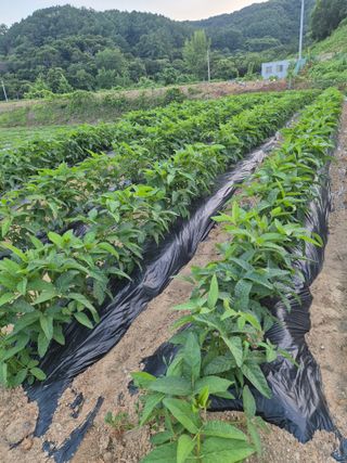 신재경님의 콩 · 영농일지 작성글 사진