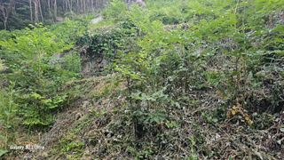 염봉섭님의 기타작물 · 영농일지 작성글 사진