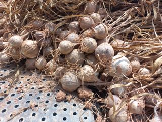 박린님의 마늘 · 영농일지 작성글 사진