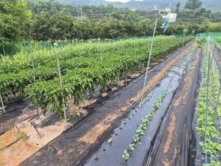 밀양촌놈님의 고추 · 영농일지 작성글 사진