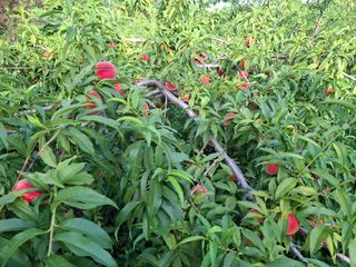 철남 김희곤님의 복숭아 · 영농일지 작성글 사진