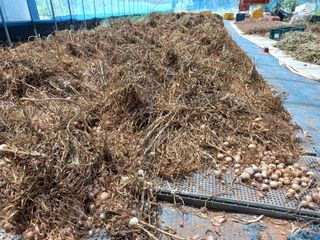 박린님의 마늘 · 영농일지 작성글 사진