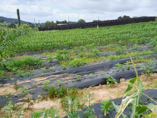 김영례님의 참깨 · 영농일지 작성글 사진