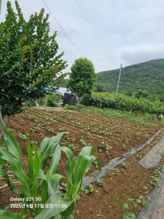 조애순님의 고구마 · 영농일지 작성글 사진