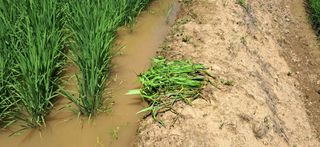 이복길님의 벼 · 영농일지 작성글 사진