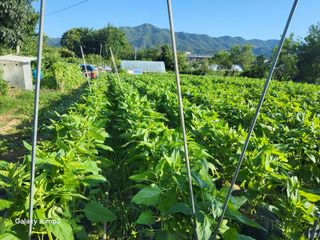 이천산수유3대농부님의 참깨 · 영농일지 작성글 사진