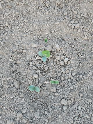 박원봉님의 호박 · 영농일지 작성글 사진