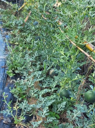 성훈농장님의 기타작물 · 영농일지 작성글 사진