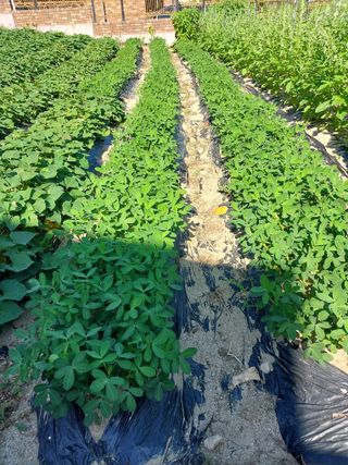 금복주님의 기타작물 · 영농일지 작성글 사진