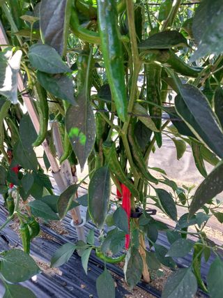 금복주님의 기타작물 · 영농일지 작성글 사진