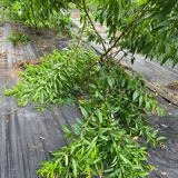 팜모닝 복숭아·영농일지 게시글 이미지