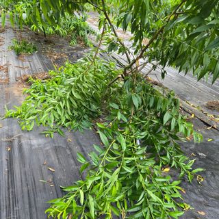 양배추21889님의 복숭아 · 영농일지 작성글 사진