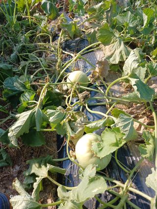 강성흔목사 님의 기타작물 · 영농일지 작성글 사진