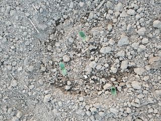 박원봉님의 호박 · 영농일지 작성글 사진