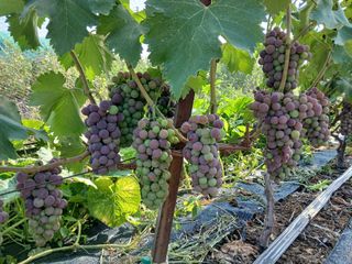 상훈경영체등록5년차님의 포도 · 영농일지 작성글 사진