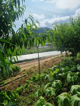 팜모닝 기타작물·영농일지 게시글 이미지