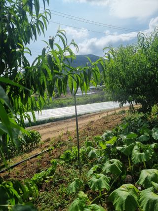 복숭아20126님의 기타작물 · 영농일지 작성글 사진