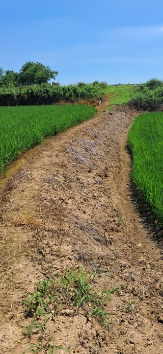 이복길님의 벼 · 영농일지 작성글 사진