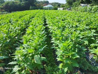 이천산수유3대농부님의 참깨 · 영농일지 작성글 사진