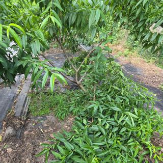 양배추21889님의 복숭아 · 영농일지 작성글 사진