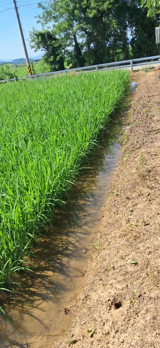 이복길님의 벼 · 영농일지 작성글 사진