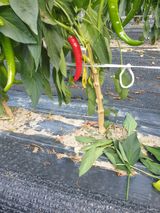 팜모닝 고추·영농일지 게시글 이미지