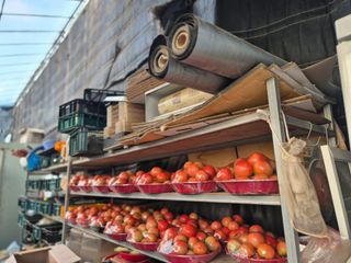 늘햇살팜 님의 기타작물 · 영농일지 작성글 사진