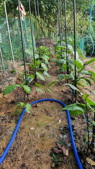 권혁렬님의 기타작물 · 영농일지 작성글 사진