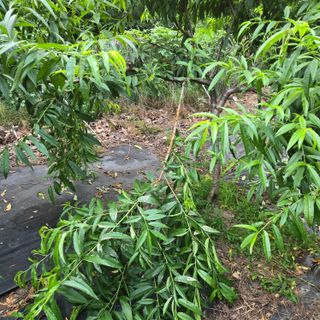 양배추21889님의 복숭아 · 영농일지 작성글 사진