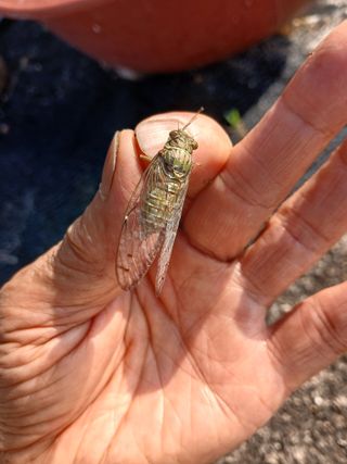 상훈경영체등록5년차님의 포도 · 영농일지 작성글 사진