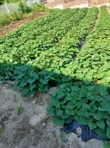 팜모닝 기타작물·영농일지 게시글 이미지