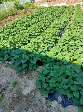 금복주님의 기타작물 · 영농일지 작성글 사진