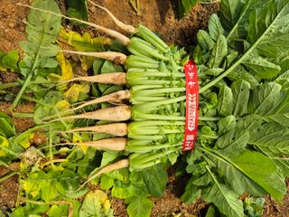 충남 초보농사꾼님의 기타작물 · 영농일지 작성글 사진