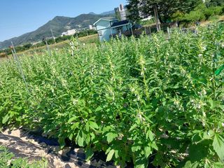 금복주님의 기타작물 · 영농일지 작성글 사진